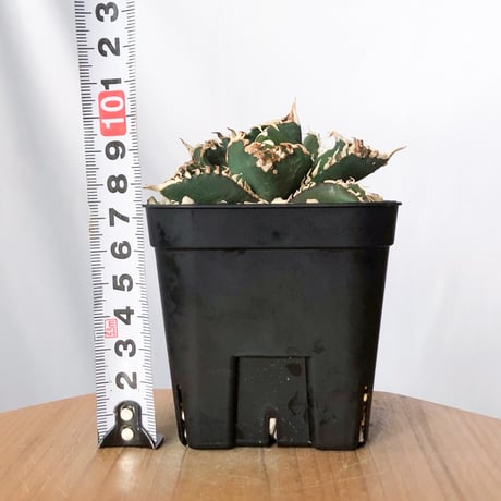 アガベ チタノタ 金剛 OC株【発根管理中】Agave titanota adamantine 多肉植物 珍奇植物 静岡 通販 ANTIDOTE S1528