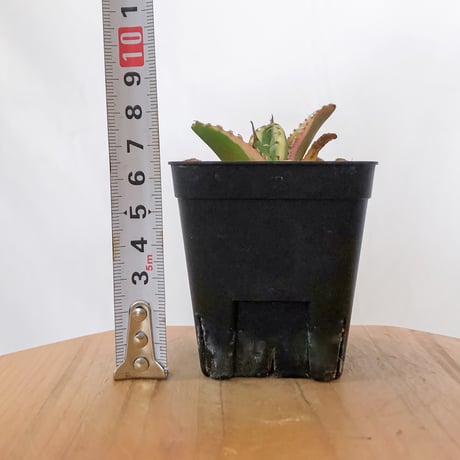アガベ チタノタ 魔丸錦 白覆輪 斑入り TC株 agave titanota imps 多肉植物 珍奇植物 ANTIDOTE 静岡 通販 S1558　発根管理中