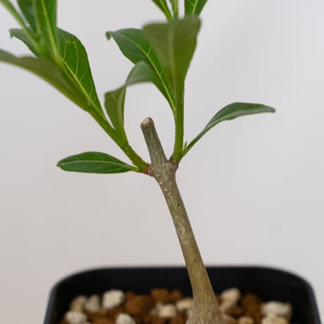 バオバブの木 アダンソニア・ディギタータ 実生 Baobab Adansonia Digitata コーデックス 塊根植物 多肉植物 観葉植物 星の王子さま 静岡 ANTIDOTE 通販 S1538