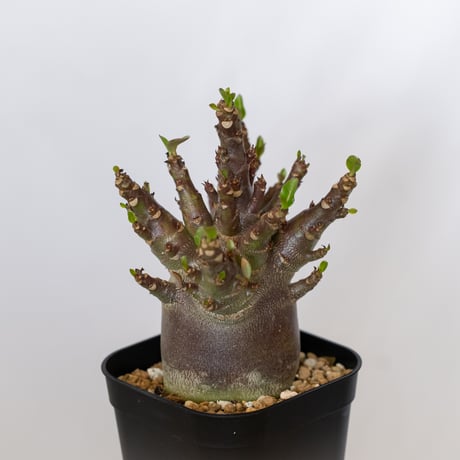 アデニウム アラビカム ブラックスキン Adenium Arabicum Black Skin 塊根植物 コーデックス 珍奇植物 多肉植物 静岡 ANTIDOTE 通販 S1540