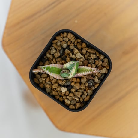 アガベ チタノタ 魔丸錦 白覆輪 斑入り TC株 agave titanota imps 多肉植物 珍奇植物 ANTIDOTE 静岡 通販 S1558　発根管理中