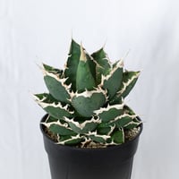 アガベ チタノタ 狼人 大株 Agave titanota Werewolf  多肉植物 珍奇植物 静岡 ANTIDOTE 通販 S1577