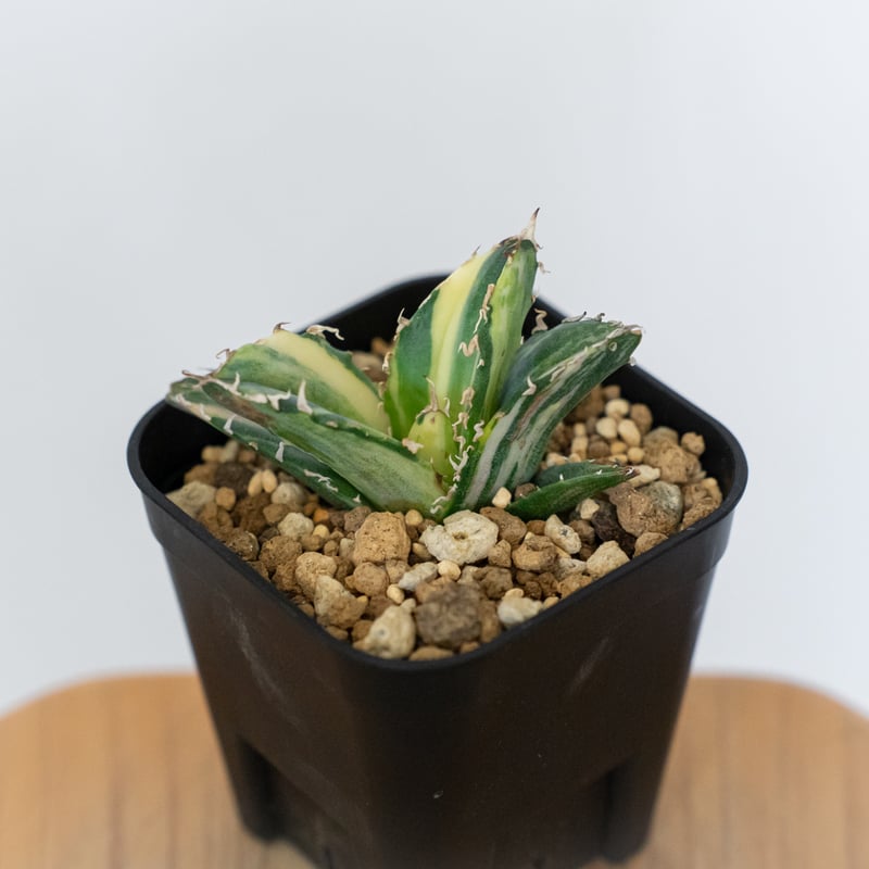 アガベ チタノタ 白鯨 縞斑 白鯨錦 TC株 Agave titanota White Wha