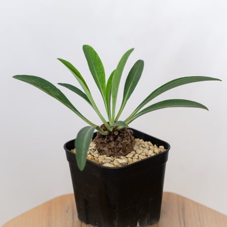 鉄甲丸 ユーフォルビア ブプレウリフォリア 実生 Euphorbia bupleurifolia 多肉植物 珍奇植物 静岡 ANTIDOTE 通販 S1542
