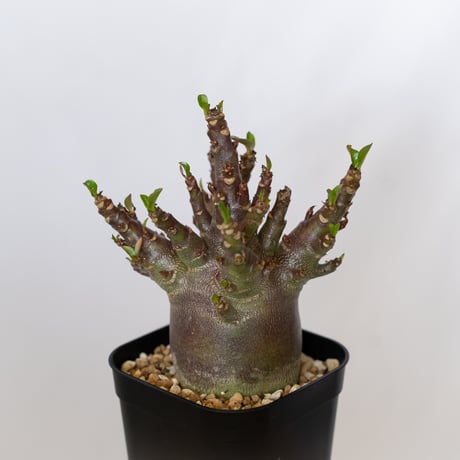 アデニウム アラビカム ブラックスキン Adenium Arabicum Black Skin 塊根植物 コーデックス 珍奇植物 多肉植物 静岡 ANTIDOTE 通販 S1540
