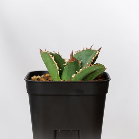 アガベ チタノタ 蚩尤 TC株【発根管理中】しゆう agave titanota chiyou 多肉植物 珍奇植物 静岡 ANTIDOTE 通販 S1525