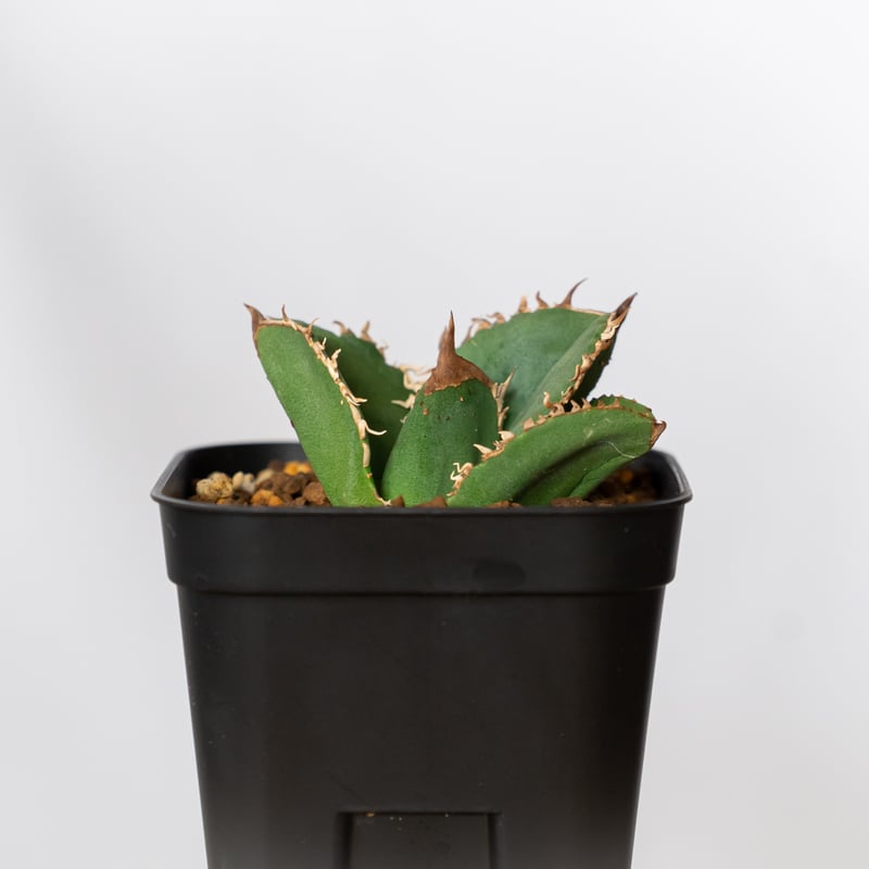 アガベ チタノタ 蚩尤 TC株【発根管理中】しゆう agave titanota chiyou