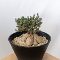 トリコディアデマ ブルボスム 姫紅小松 実生 Trichodiadema bulbosum 盆栽 塊根植物 コーデックス 多肉植物 珍奇植物 静岡 ANTIDOTE 通販 S1636