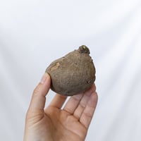 ステファニア エレクタ Stephania erecta ベアルート 多肉植物 珍奇植物 静岡 ANTIDOTE 通販 S1614