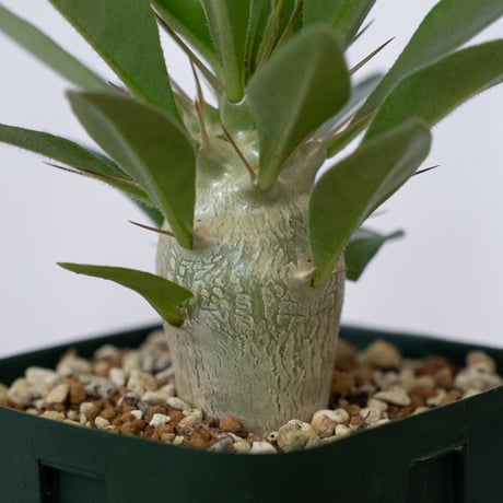 パキポディウム サウンデルシー 実生 白馬城 Pachypodium saundersii 塊根植物 コーデックス 多肉植物 珍奇植物 静岡 ANTIDOTE 通販 S1604