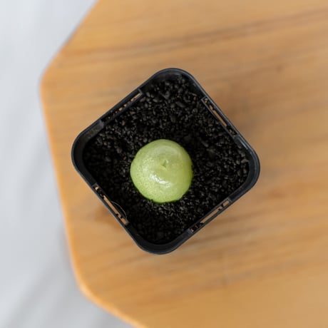 コノフィツム ブルゲリ Conophytum burgeri 多肉植物 珍奇植物 静岡 ANTIDOTE 通販 S1704