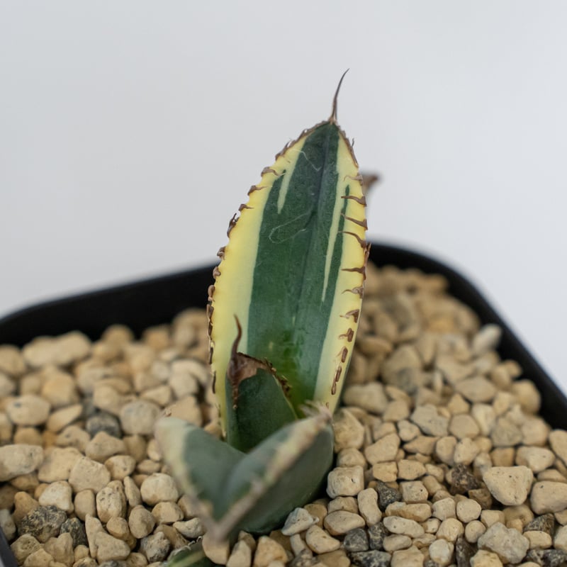 アガベ チタノタ 悪魔くん錦 斑入り TC株 Agave titanota Bakemono