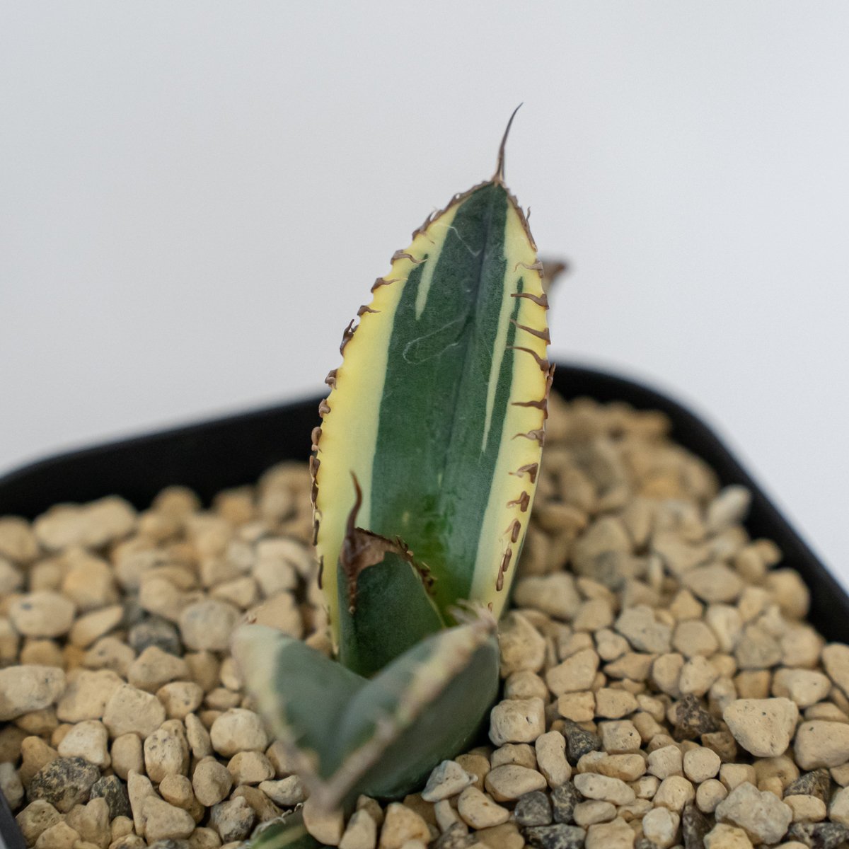 アガベ チタノタ 悪魔くん錦 斑入り TC株 Agave titanota Bakemono