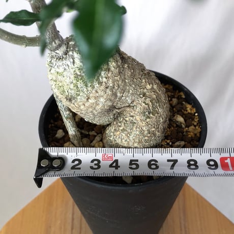 フォッケア エデュリス 火星人 実生 Fockea edulis コーデックス 塊根植物 多肉植物 観葉植物 静岡 ANTIDOTE 通販 S1534