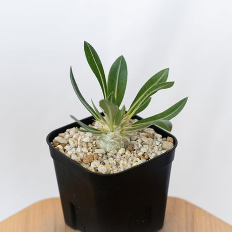 パキポディウム レウコキサンツム 実生 Pachypodium brevicaule leucoxanthum 塊根植物 コーデックス 多肉植物 珍奇植物 静岡 ANTIDOTE 通販 S1626
