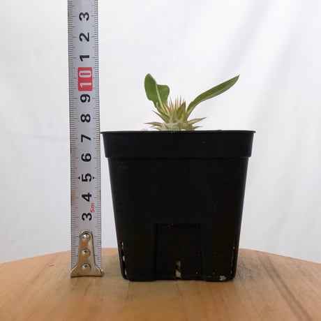 パキポディウム レウコキサンツム 実生 Pachypodium brevicaule leucoxanthum 塊根植物 コーデックス 多肉植物 珍奇植物 静岡 ANTIDOTE 通販 S1624