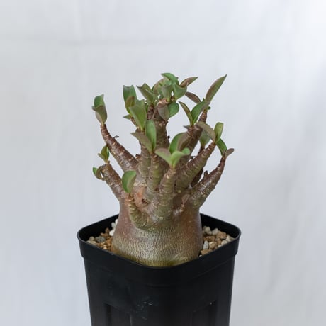 アデニウム アラビカム ブラックスキン 実生 Adenium Arabicum Black Skin 塊根植物 コーデックス 珍奇植物 多肉植物 静岡 ANTIDOTE 通販 S1599