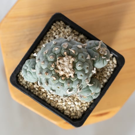 ロフォフォラ 銀冠玉 実生 lophophora williamsii var.decipiens サボテン 多肉植物 珍奇植物 静岡 ANTIDOTE 通販 S1531