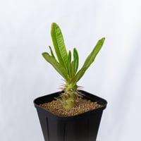 パキポディウム アンボンゲンセ 実生 Pachypodium ambongense 塊根植物 コーデックス 多肉植物 珍奇植物 静岡 ANTIDOTE 通販 S1642