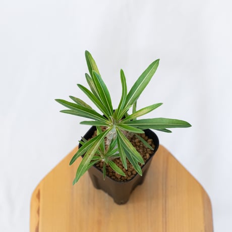 パキポディウム グラキリス 実生 pachypodhium Gracilius 塊根植物 コーデックス 多肉植物 珍奇植物 静岡 ANTIDOTE 通販 S1621
