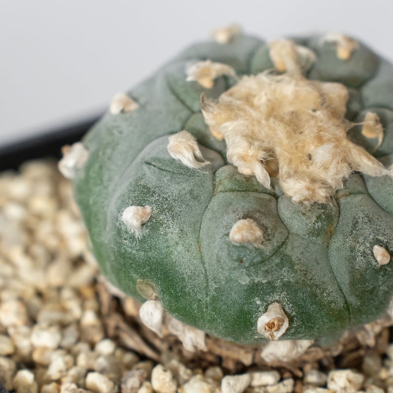 ロフォフォラ 銀冠玉 実生 lophophora williamsii var.decipie