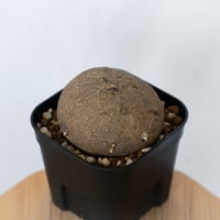 ステファニア エレクタ 実生 Stephania erecta 塊根植物 コーデックス 多肉植物 珍奇植物 静岡 ANTIDOTE 通販 S1546