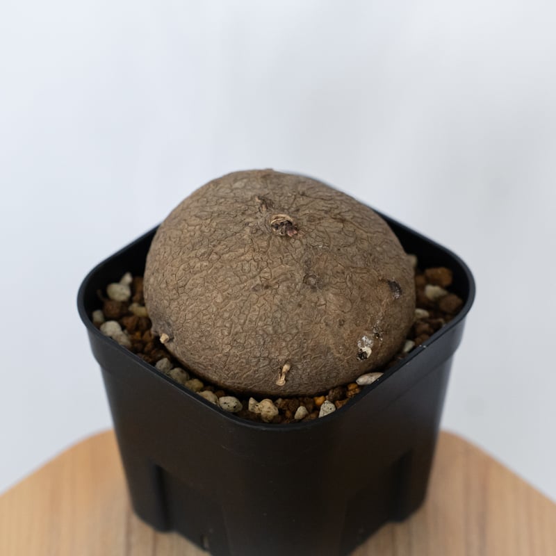ステファニア エレクタ 実生 Stephania erecta 塊根植物 コーデックス