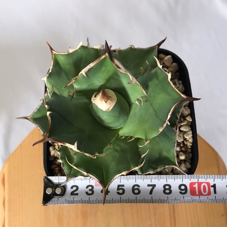 アガベ チタノタ 白犀牛 TC株【発根管理中】シロサイ Agave titanota White Rhino 多肉植物 珍奇植物 静岡 通販 ANTIDOTE S1529