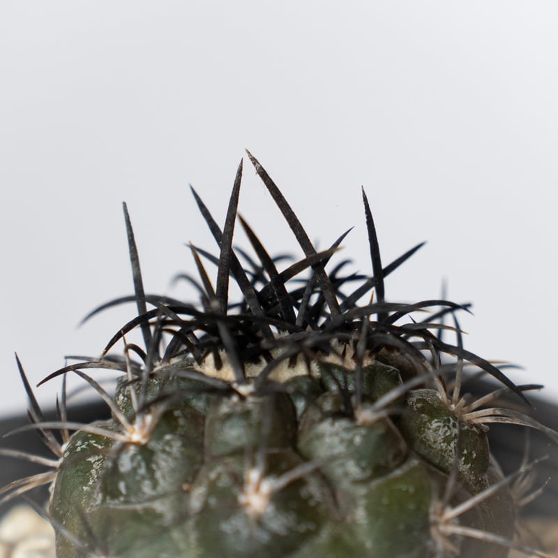 コピアポア グリセオビオラセア 実生 Copiapoa griseoviolacea サボテ