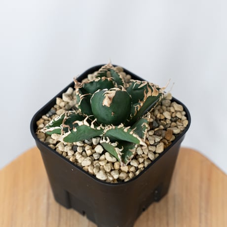 アガベ チタノタ 金剛 OC株【発根管理中】Agave titanota adamantine 多肉植物 珍奇植物 静岡 通販 ANTIDOTE S1528