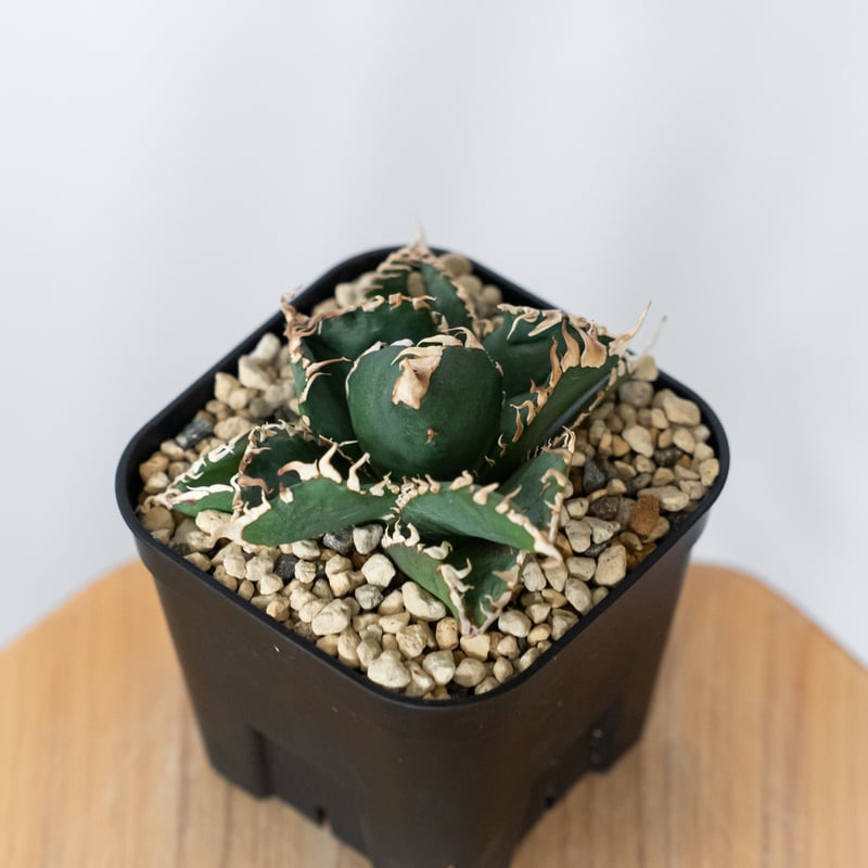 アガベ チタノタ 金剛 OC株【発根管理中】Agave titanota adamantine