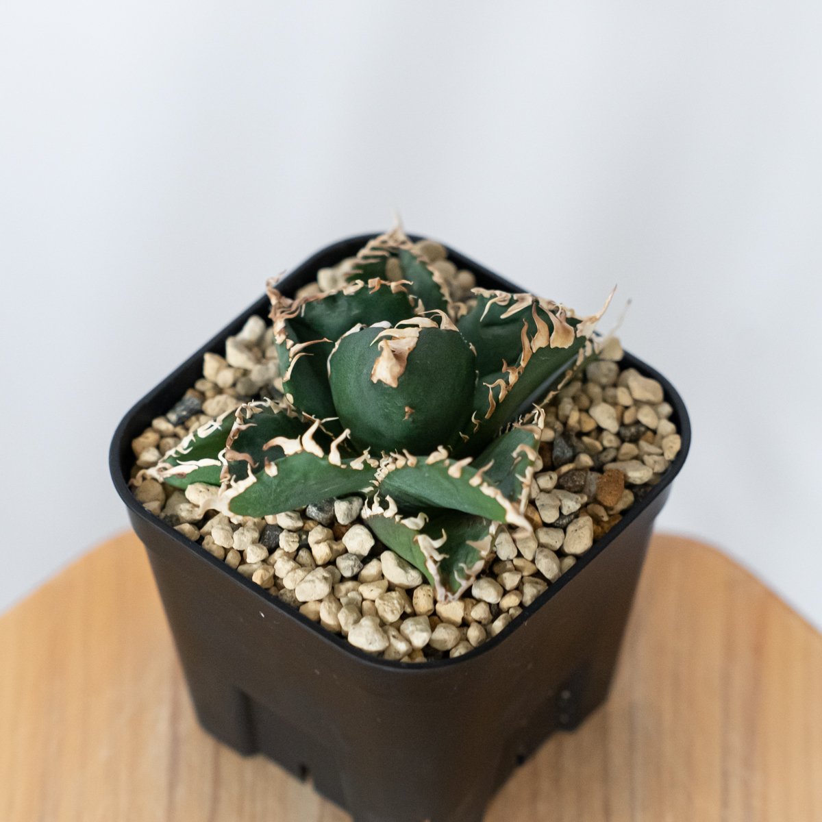 アガベ チタノタ 金剛 OC株【発根管理中】Agave titanota adamantine