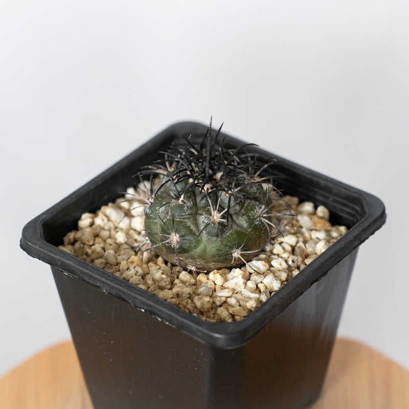 コピアポア グリセオビオラセア 実生 Copiapoa griseoviolacea サボテ