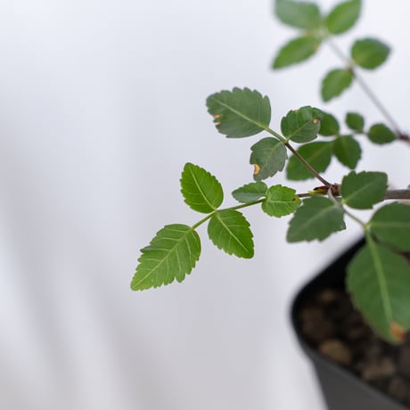 ブルセラ ファガロイデス 実生 Bursera fagaroides 多肉植物 珍奇植物 ANTIDOTE 静岡 通販 S1516