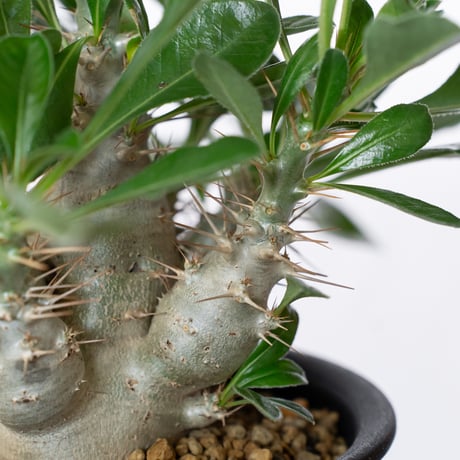 パキポディウム サウンデルシー 実生 白馬城 Pachypodium saundersii 塊根植物 コーデックス 多肉植物 珍奇植物 静岡 ANTIDOTE 通販 S1515