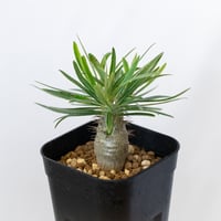 パキポディウム グラキリス 実生 pachypodhium Gracilius 塊根植物 コーデックス 多肉植物 珍奇植物 静岡 ANTIDOTE 通販 S1620