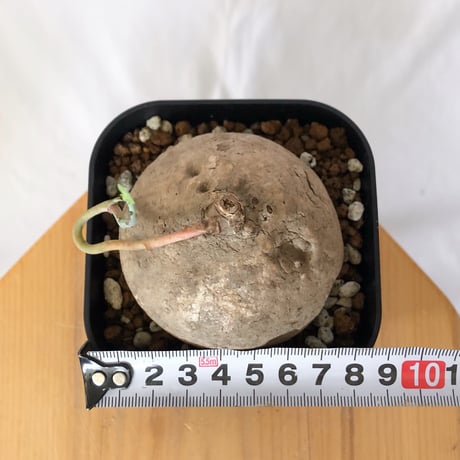 ステファニア エレクタ 実生 Stephania erecta 塊根植物 コーデックス 多肉植物 珍奇植物 静岡 ANTIDOTE 通販 S1547