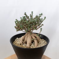 トリコディアデマ ブルボスム 姫紅小松 実生 Trichodiadema bulbosum 盆栽 塊根植物 コーデックス 多肉植物 珍奇植物 静岡 ANTIDOTE 通販 S1637