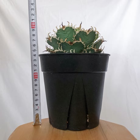 アガベ チタノタ フィリグリー 大株 OC株 agave titanota filigree 多肉植物 珍奇植物 静岡 ANTIDOTE 通販 S1560