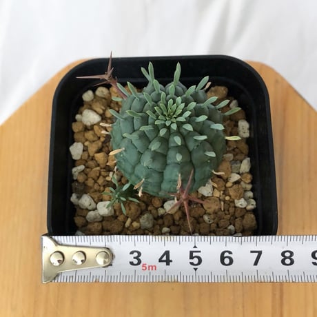 ユーフォルビア 群星冠 実生 Euphorbia stellispina 多肉植物 珍奇植物 静岡 ANTIDOTE 通販 S1629
