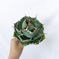 ★9/6まで限定販売★アガベ チタノタ 白鯨 OC株 ベアルート Agave titanota White Whale 多肉植物 珍奇植物 静岡 通販 ANTIDOTE S1654