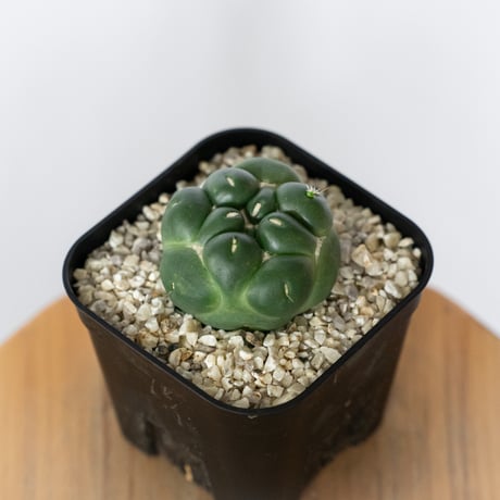 コリファンタ 刺無象牙丸 実生 Coryphantha elephantidens サボテン 多肉植物 珍奇植物 静岡 ANTIDOTE 通販 S1718