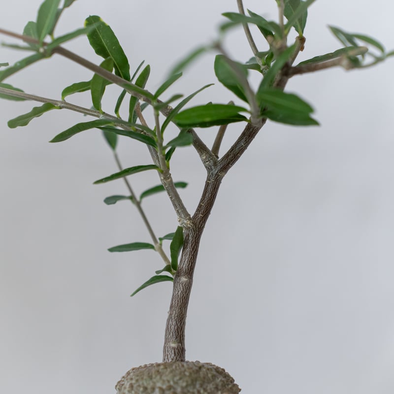 フォッケア エデュリス 火星人 実生 Fockea edulis コーデックス 塊根