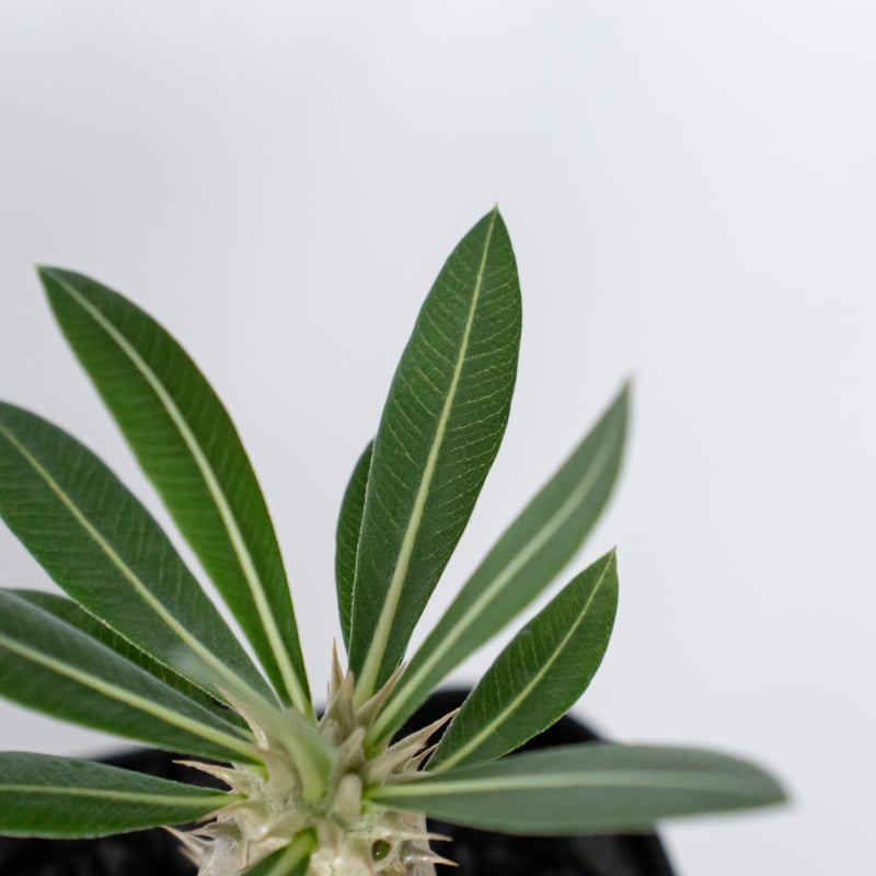 パキポディウム ホロンベンセ 実生 Pachypodium horombense 塊根植物 コ