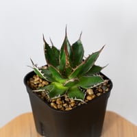 アガベ 姫ホリダ OC株【発根管理中】Agave horrida 多肉植物 珍奇植物 静岡 ANTIDOTE 通販 S1527