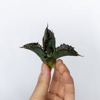 ★期間限定★アガベ チタノタ 悪魔くん カット株 ベアルート Agave titanota 多肉植物 珍奇植物 静岡 通販 ANTIDOTE S1748