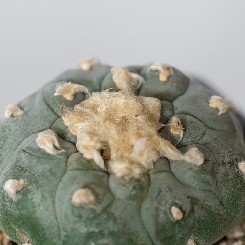 ロフォフォラ 銀冠玉 実生 lophophora williamsii var.decipie