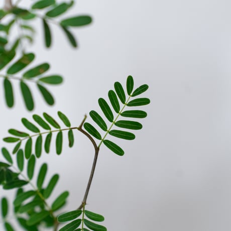 センナ メリディオナリス 実生 Senna Meridionalis 灌木コーデックス 塊根植物 多肉植物 珍奇植物 静岡 ANTIDOTE 通販 S1513