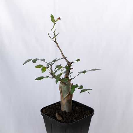 ブルセラ ファガロイデス 実生 Bursera fagaroides 多肉植物 珍奇植物 ANTIDOTE 静岡 通販 S1516