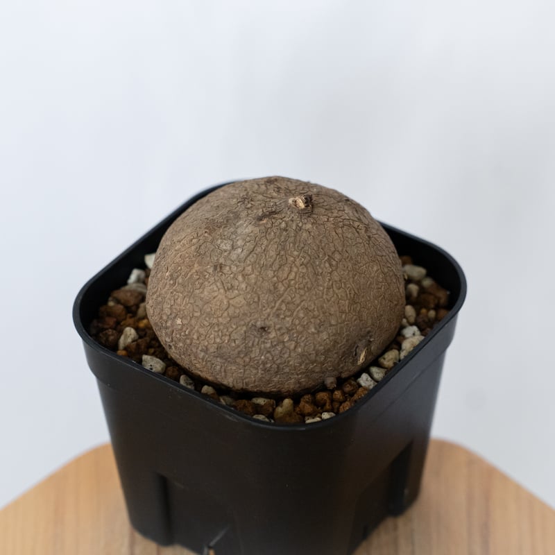 ステファニア エレクタ 実生 Stephania erecta 塊根植物 コーデックス
